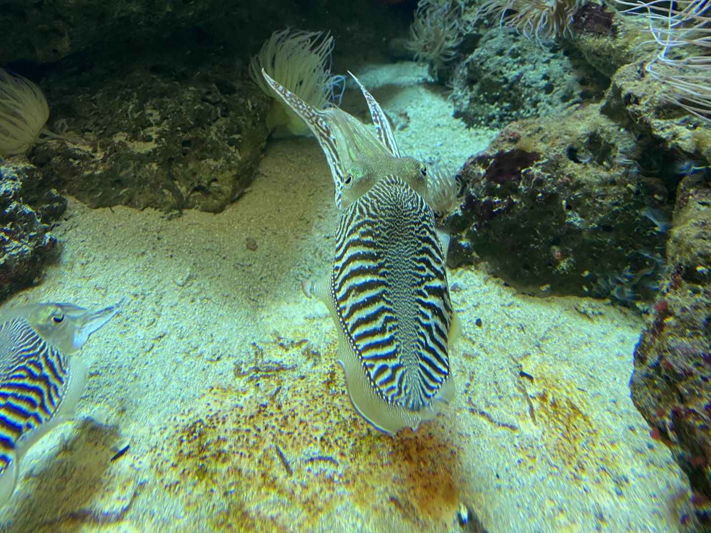 Aquarium - Common cuttlefish 011219