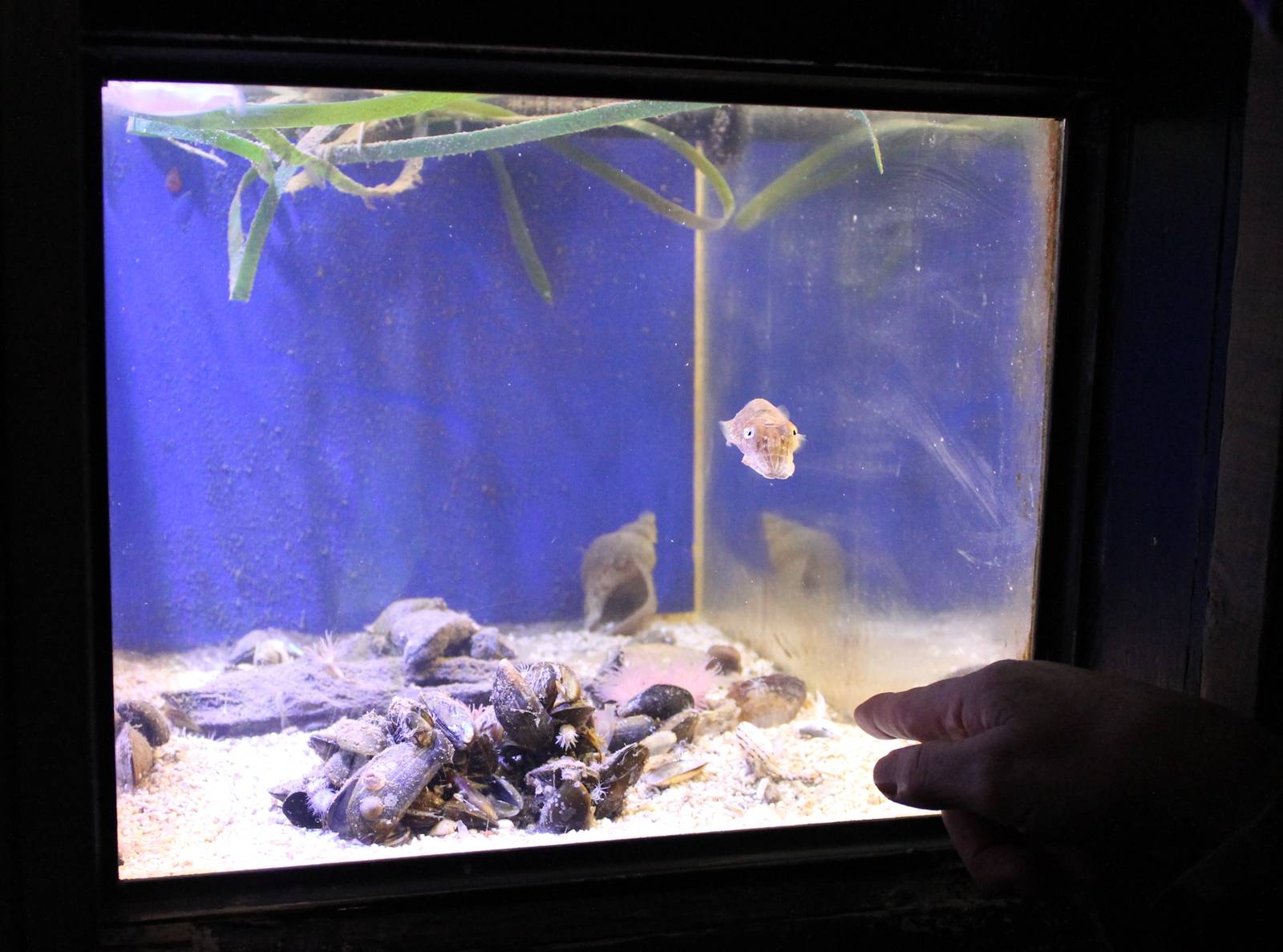 Aquarium Common cuttlefish