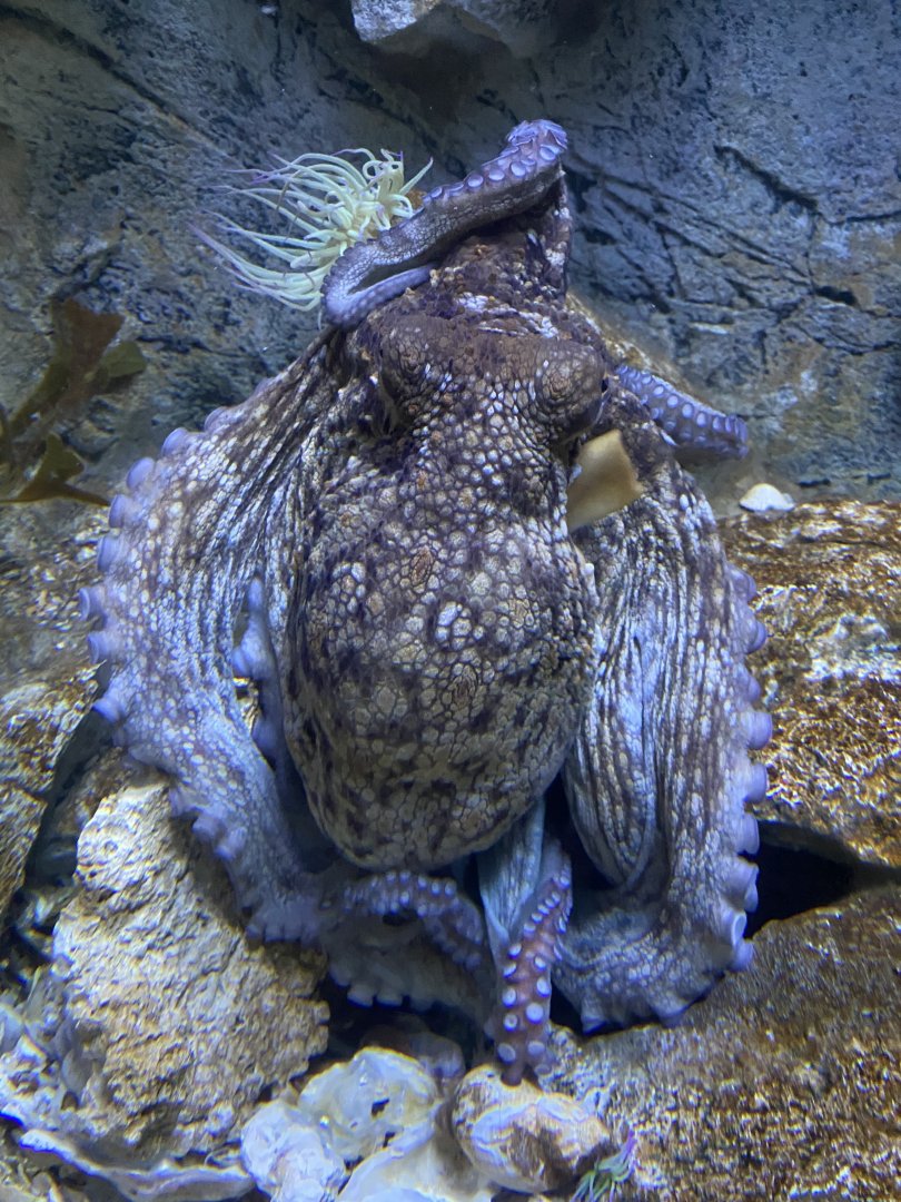 Aquarium - Common octopus 011219