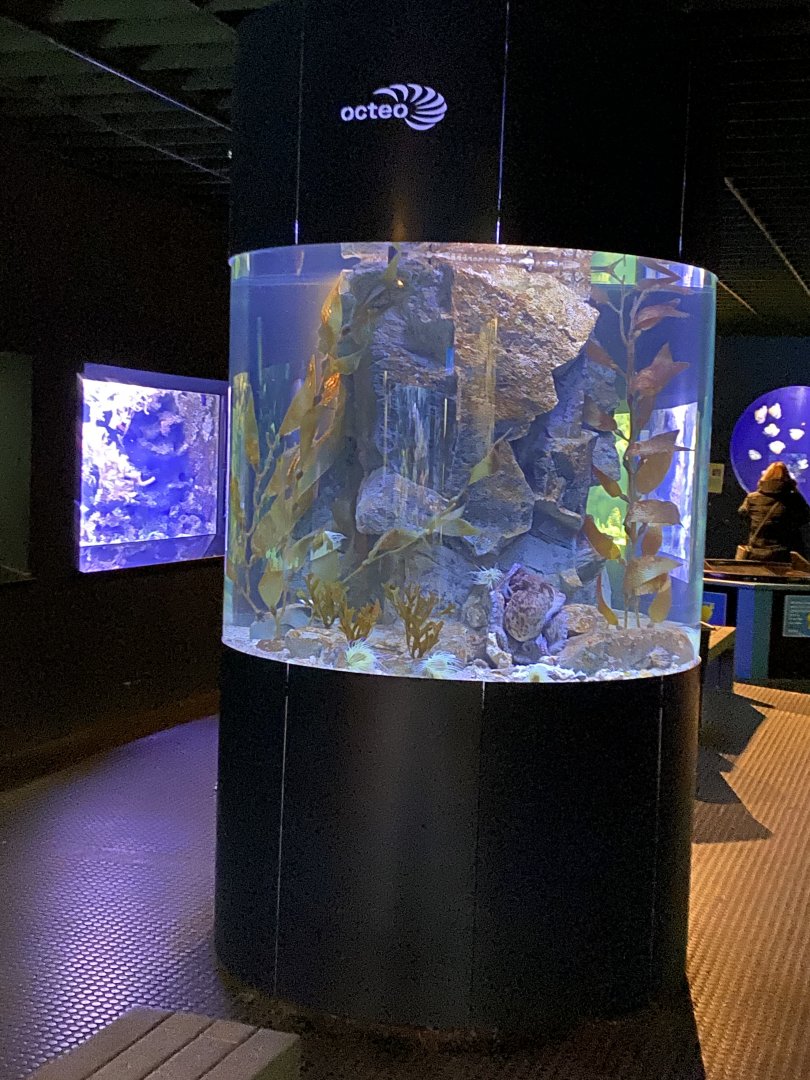 Aquarium - Common octopus exhibit 011219