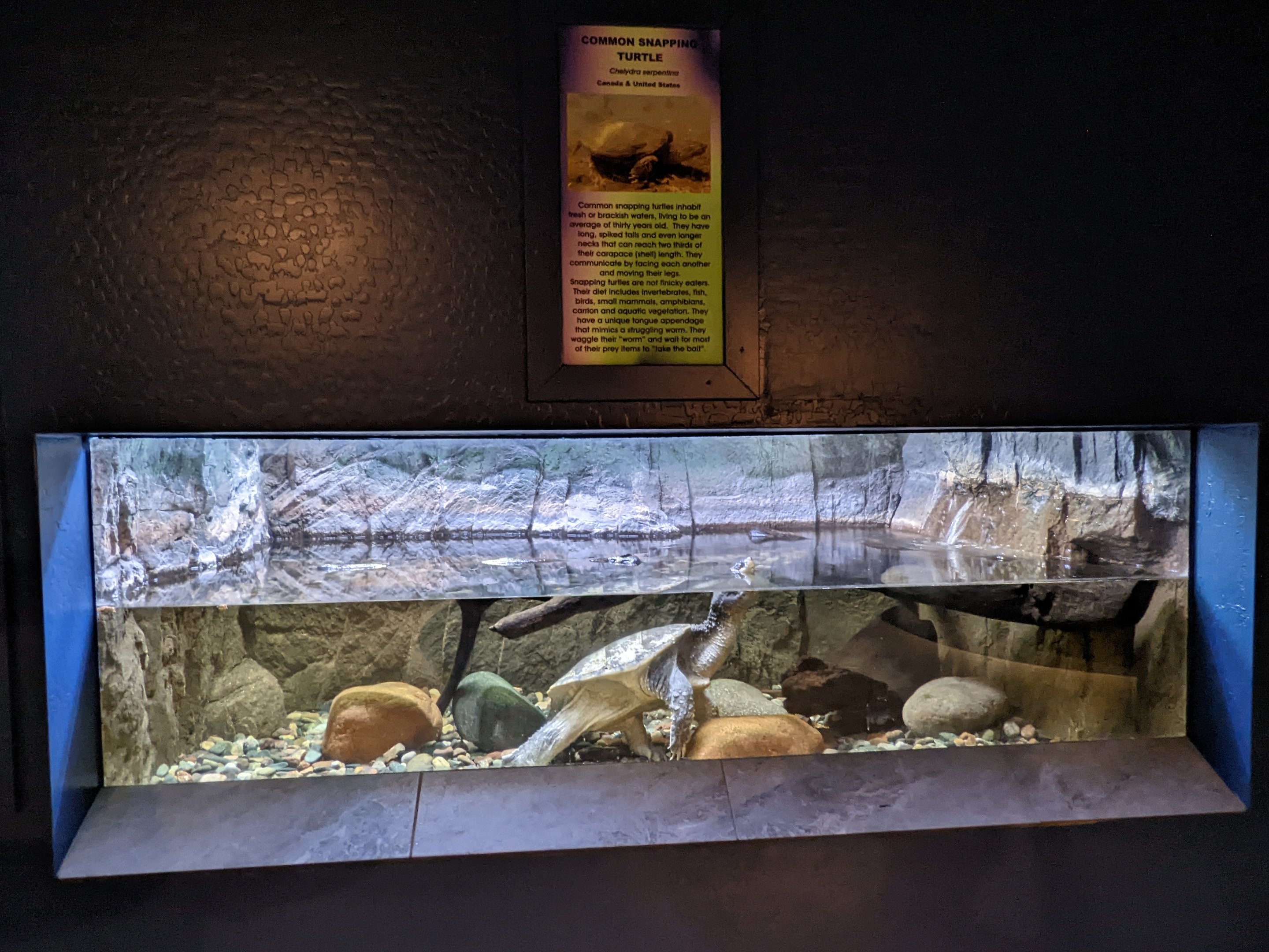 Aquarium - Common Snapping turtle