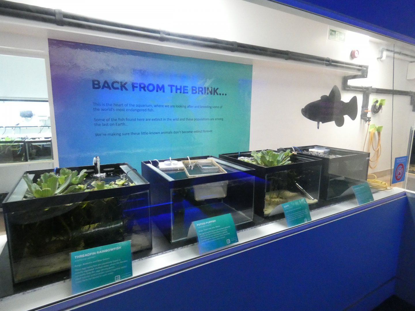 Aquarium conservation display