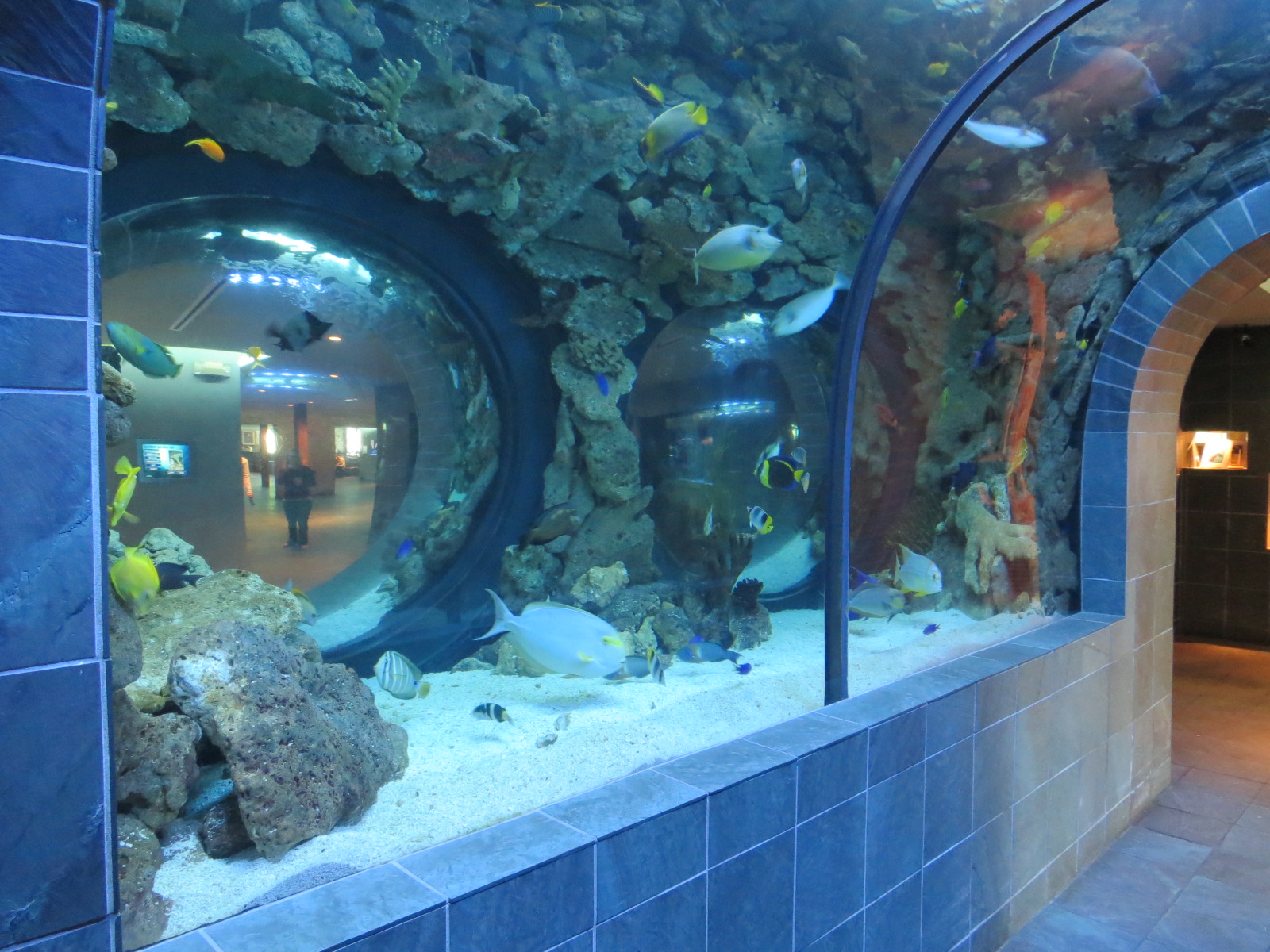 Aquarium - Continental Shelf Exhibit