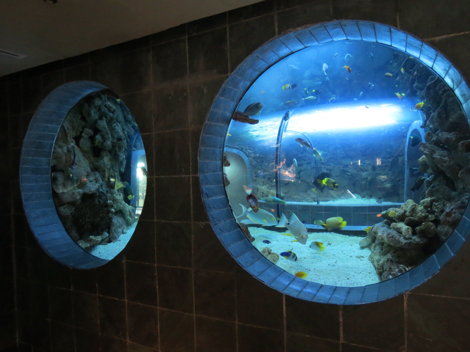 Aquarium - Continental Shelf Exhibit