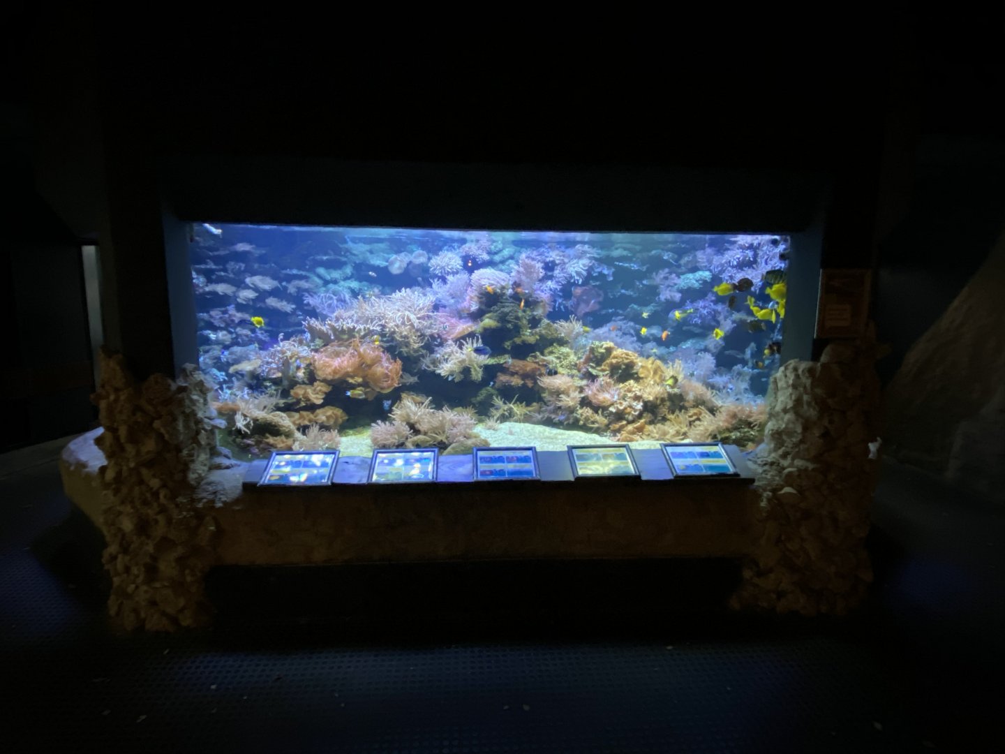 Aquarium - coral reef exhibit 011219
