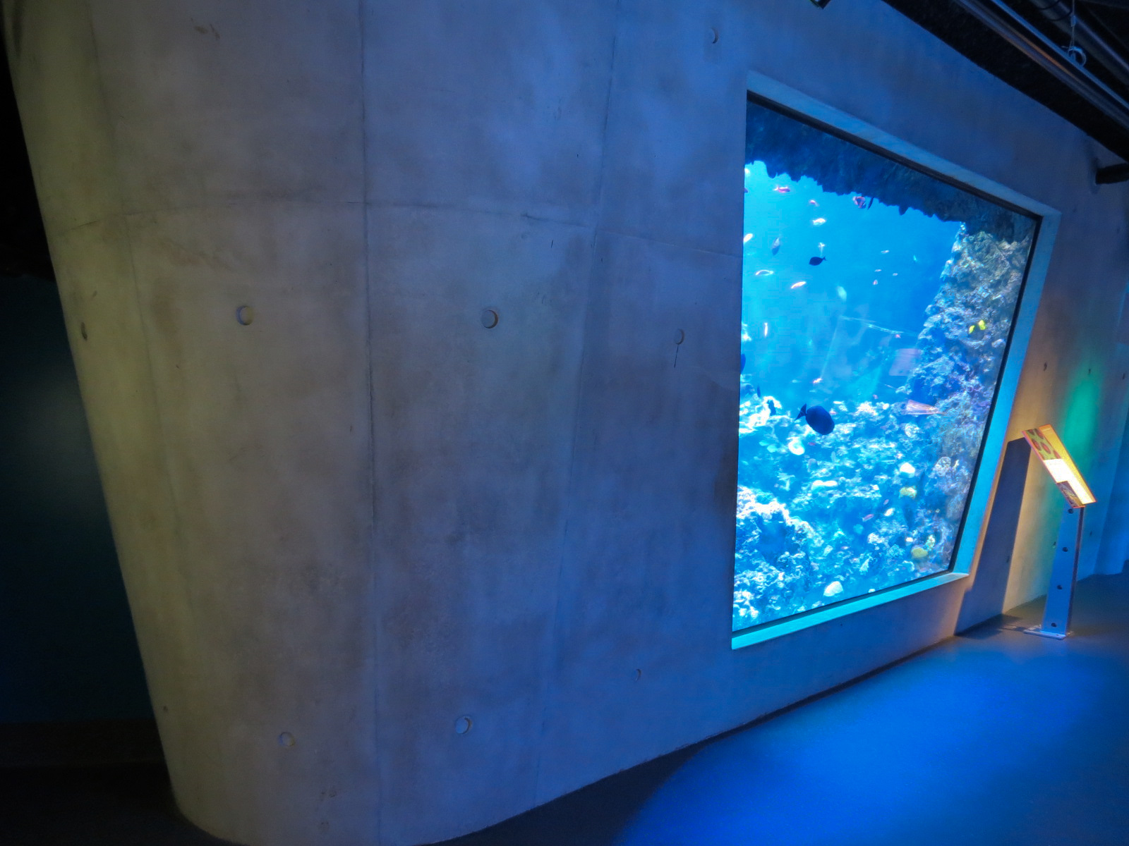 Aquarium - Coral Reef Exhibit - The Dive Level