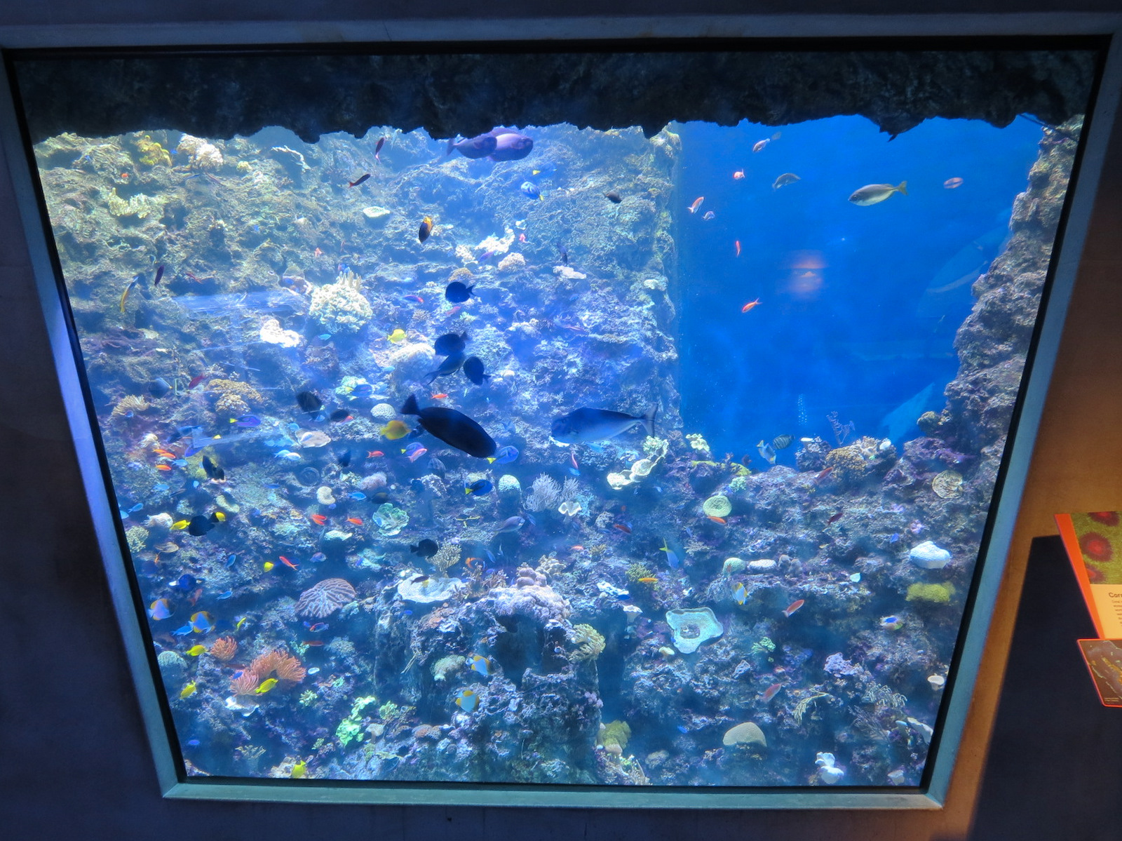 Aquarium - Coral Reef Exhibit - The Dive Level