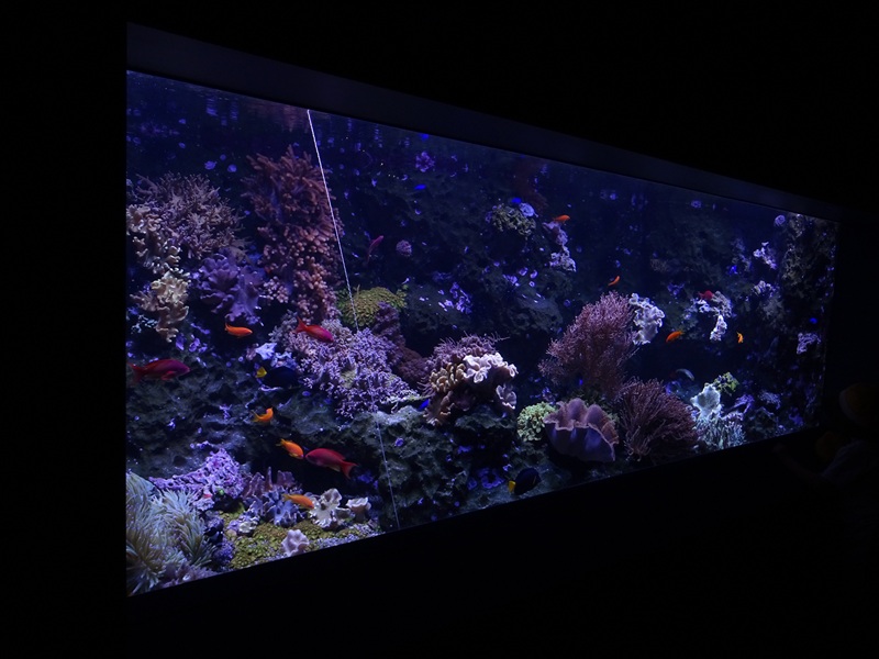 Aquarium: Coral Reef tank #1 (species list in comments)