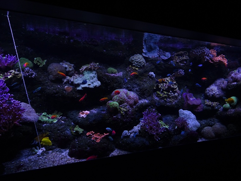 Aquarium: Coral Reef tank #2 (species list in comments)