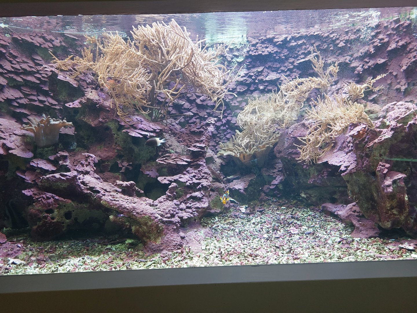 Aquarium - Coral reef tank example