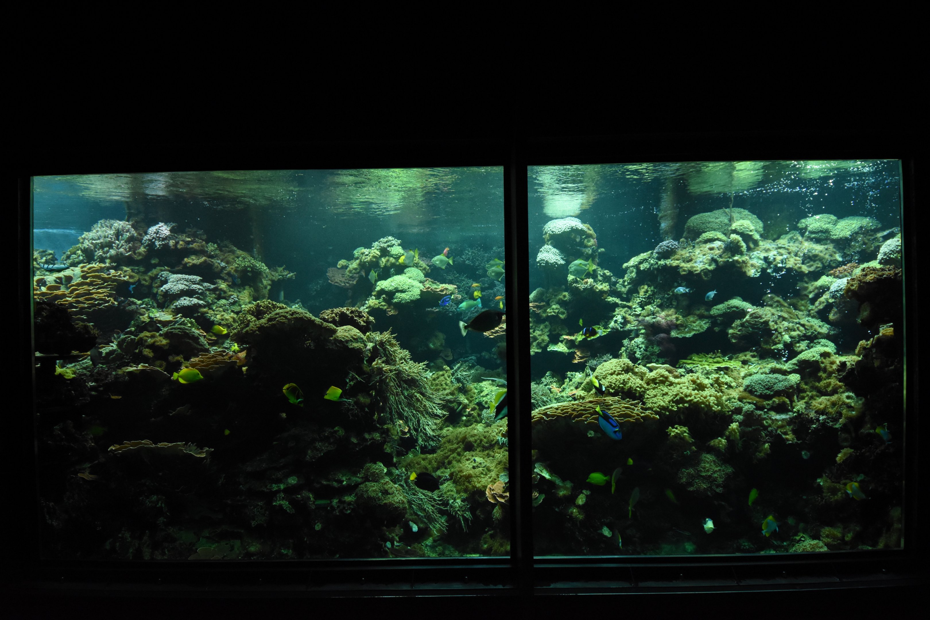 Aquarium - Coral reef tank
