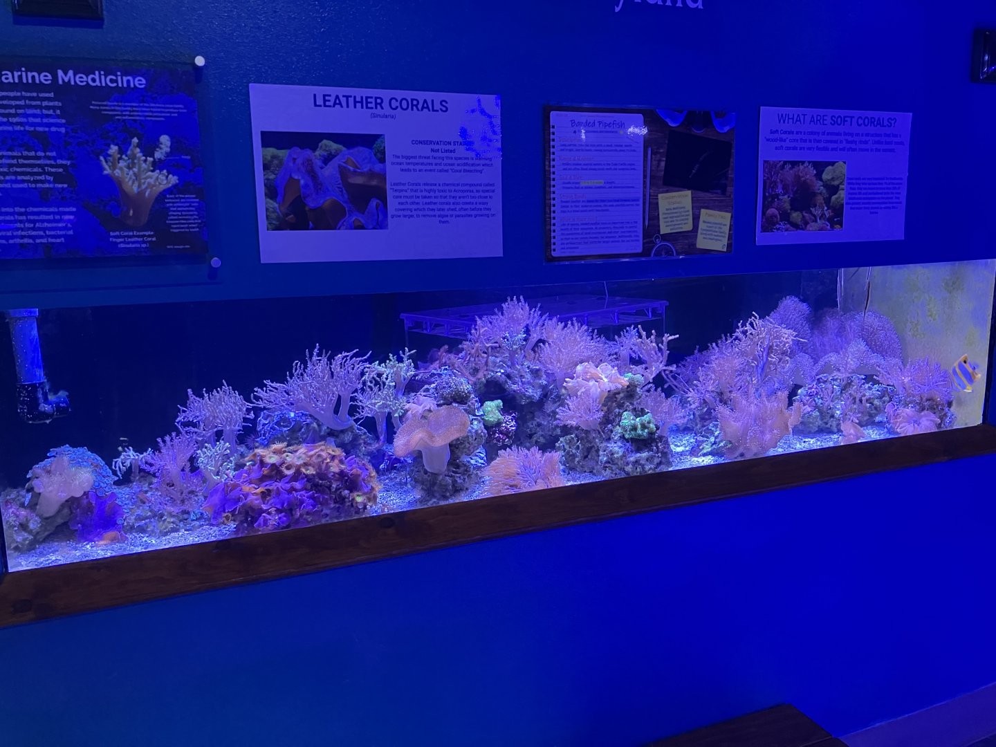 Aquarium - Coral Reef Tank