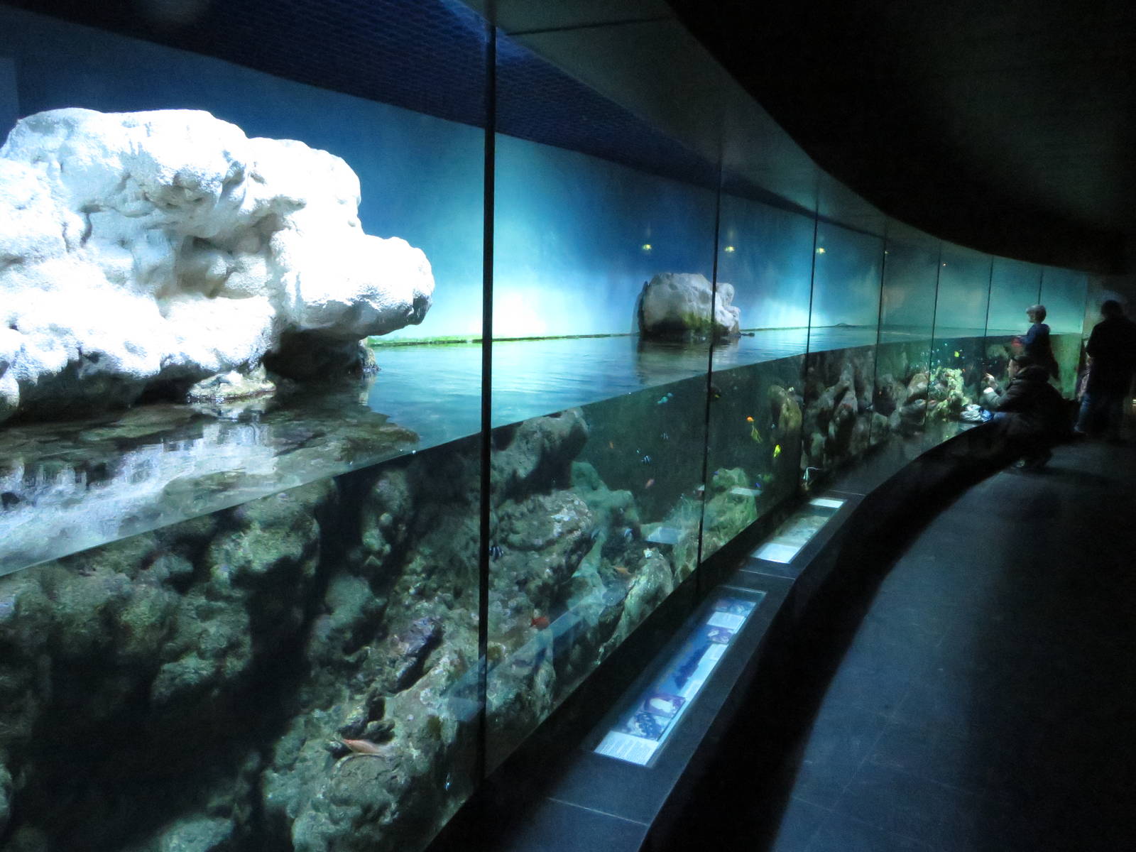 Aquarium - coral reef