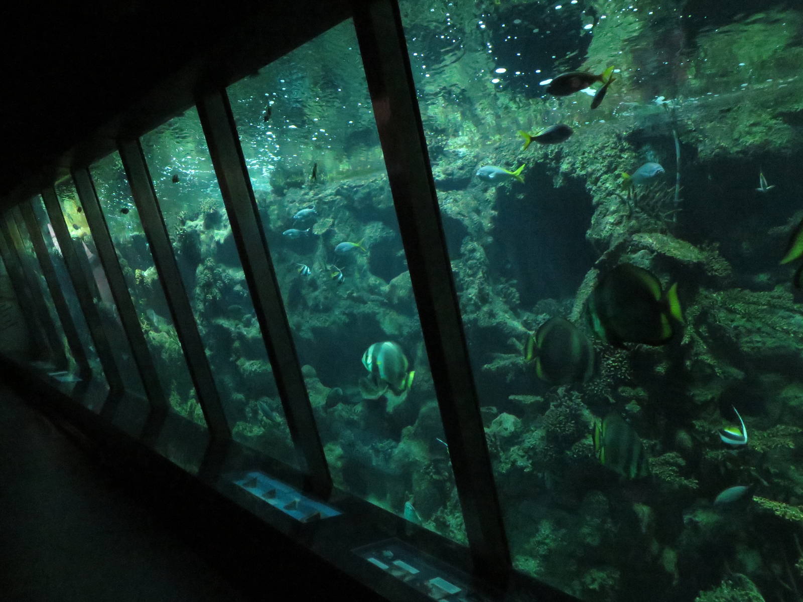 Aquarium - coral reef