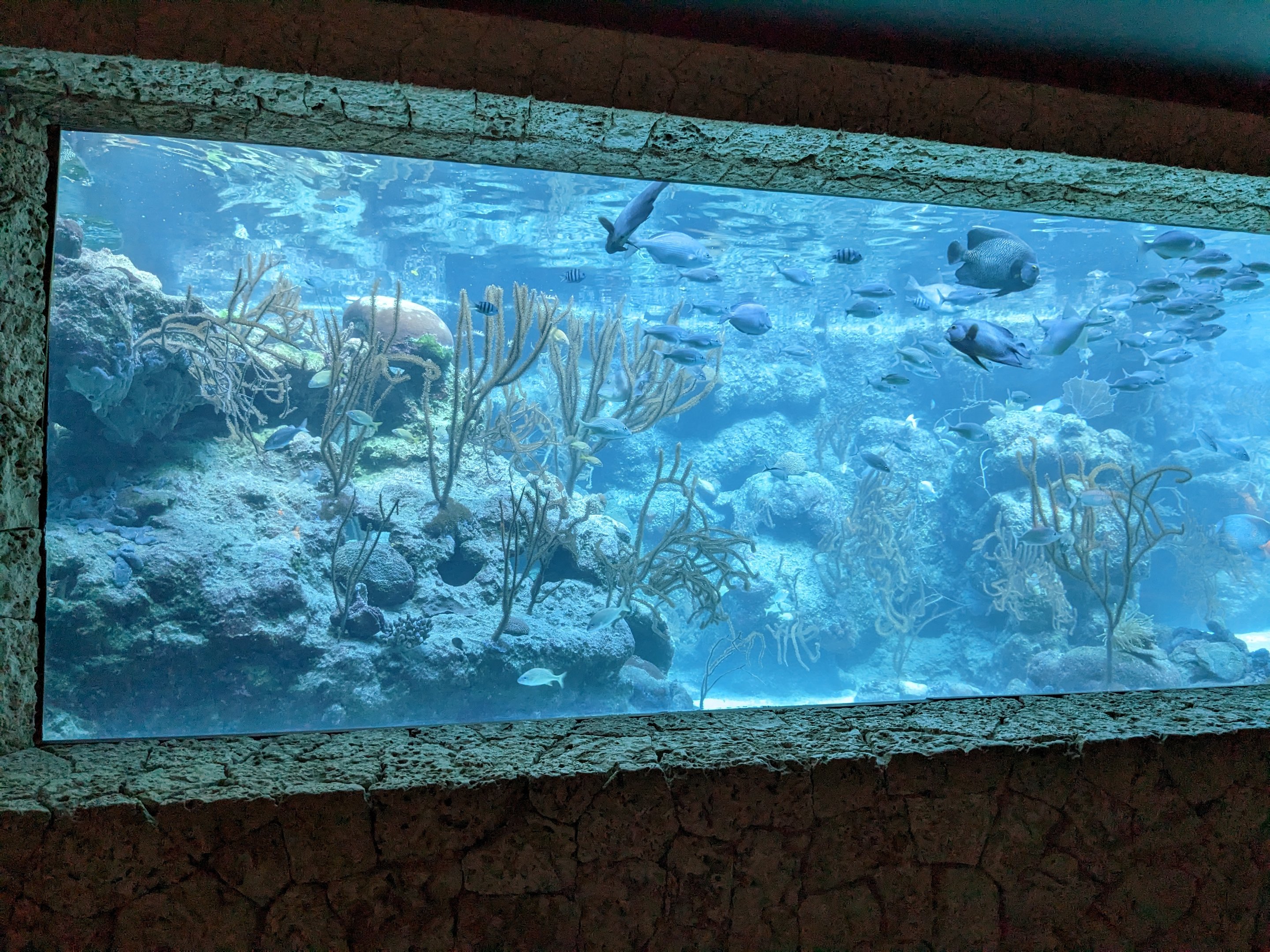 Aquarium - coral reef
