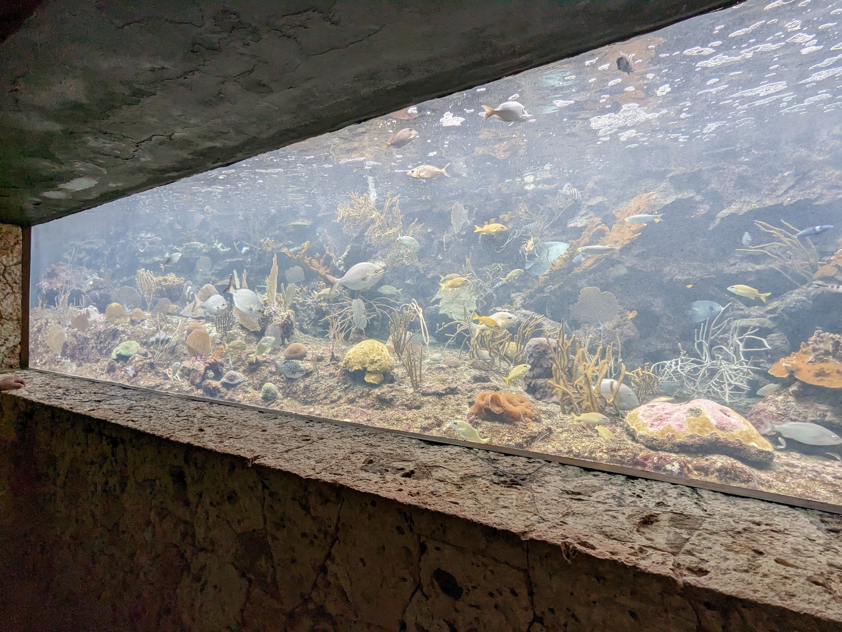 Aquarium - coral reef