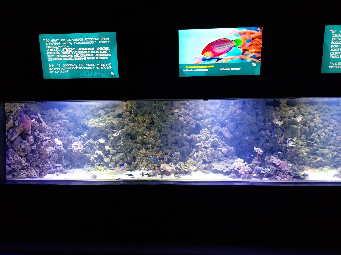 Aquarium - Coral reef