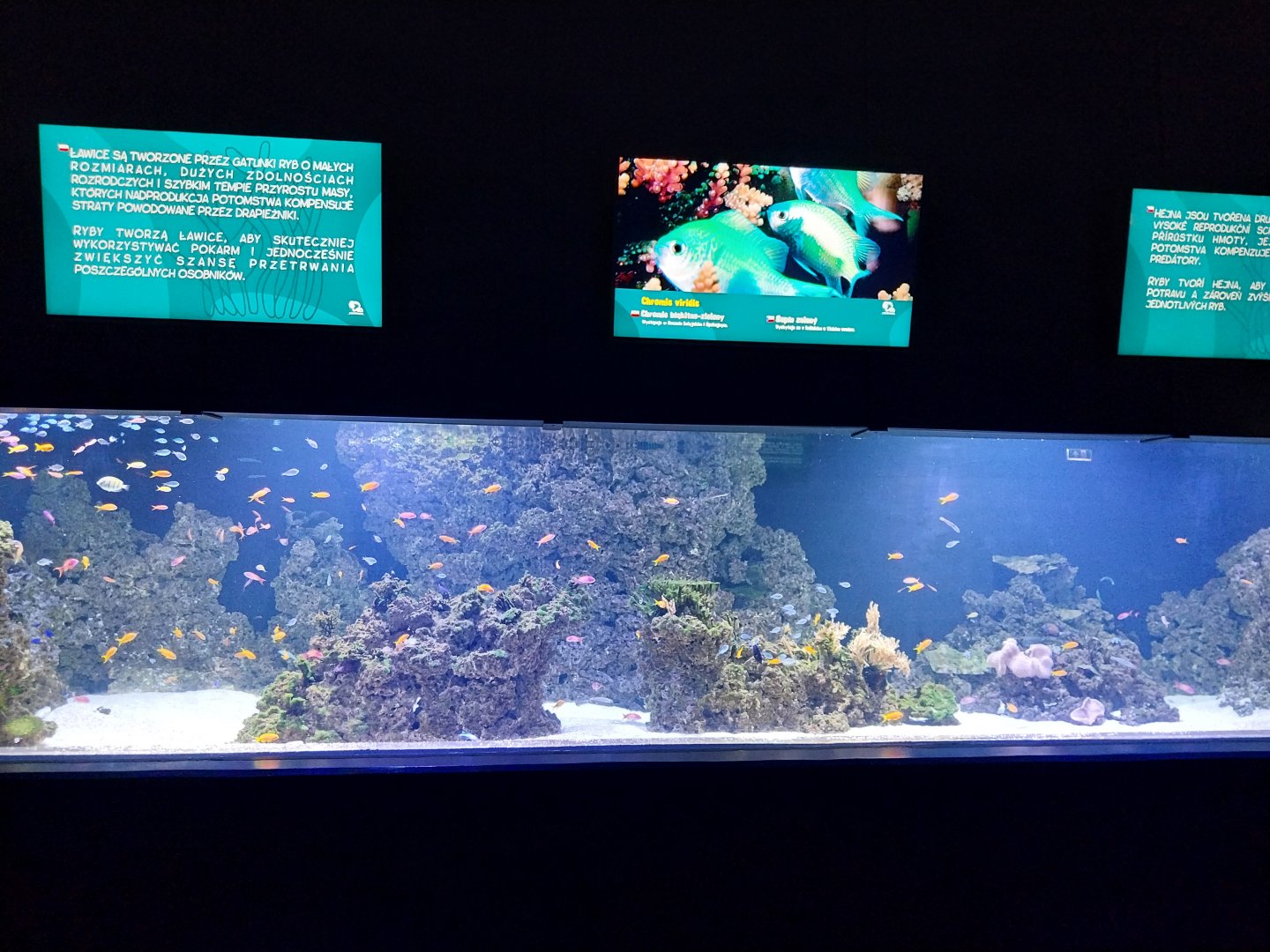 Aquarium - Coral reef