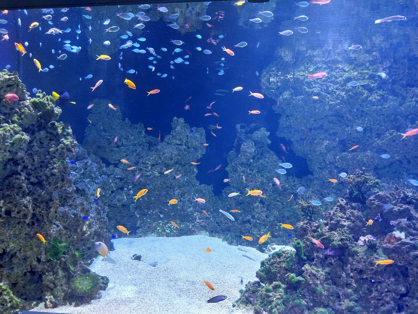 Aquarium - Coral reef