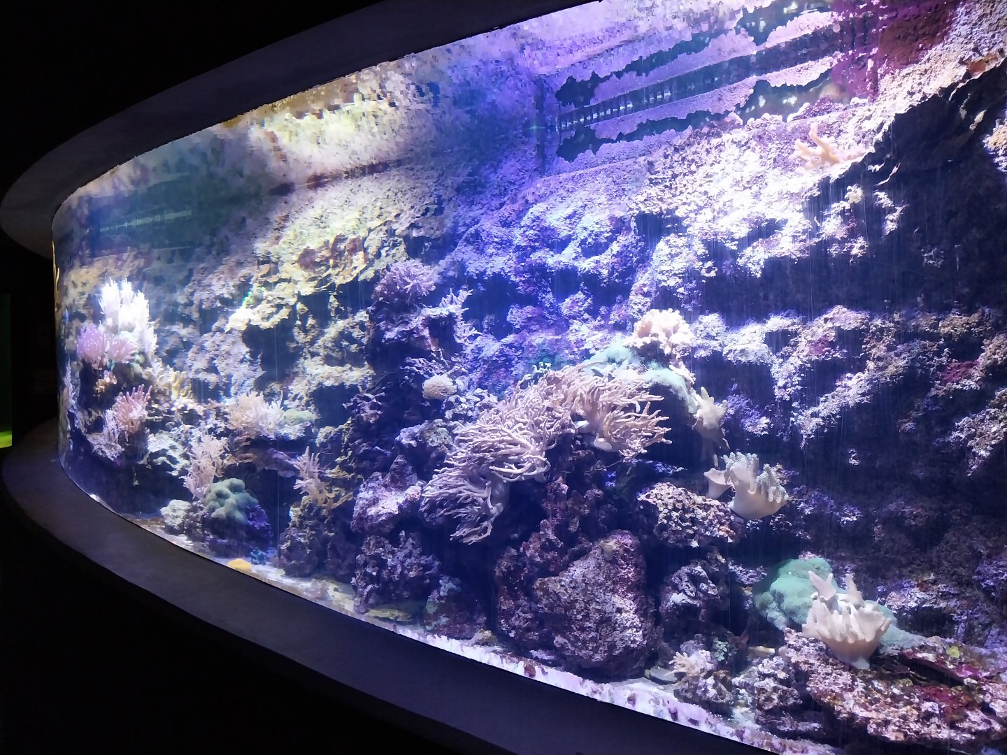 Aquarium - Coral Reef