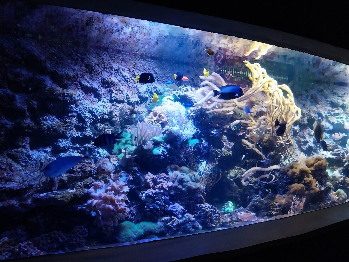 Aquarium - Coral Reef