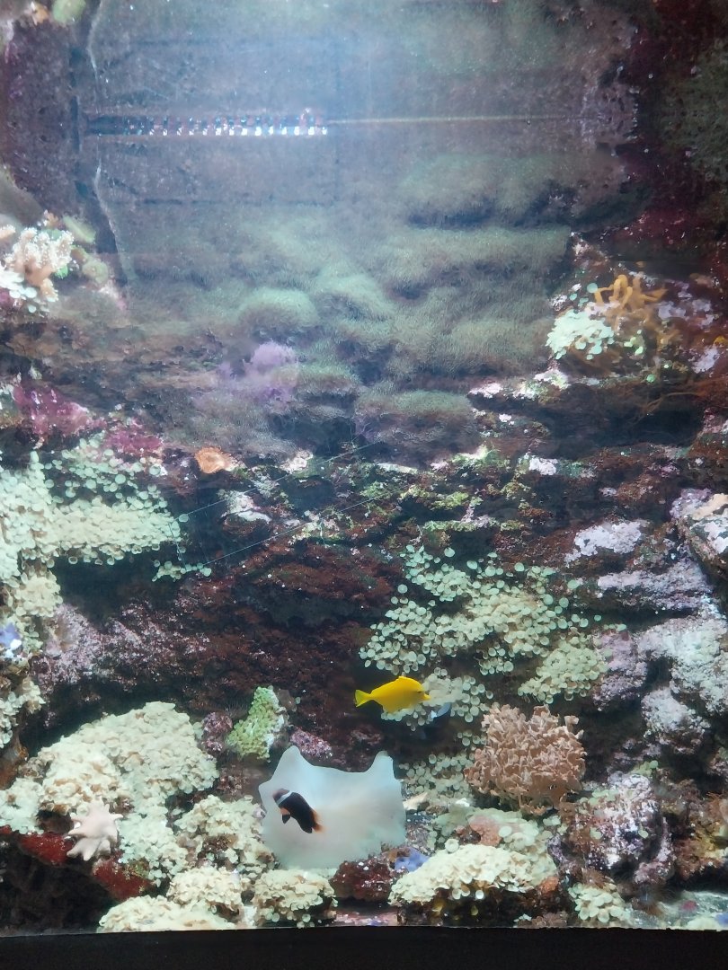 Aquarium - Coral Reef