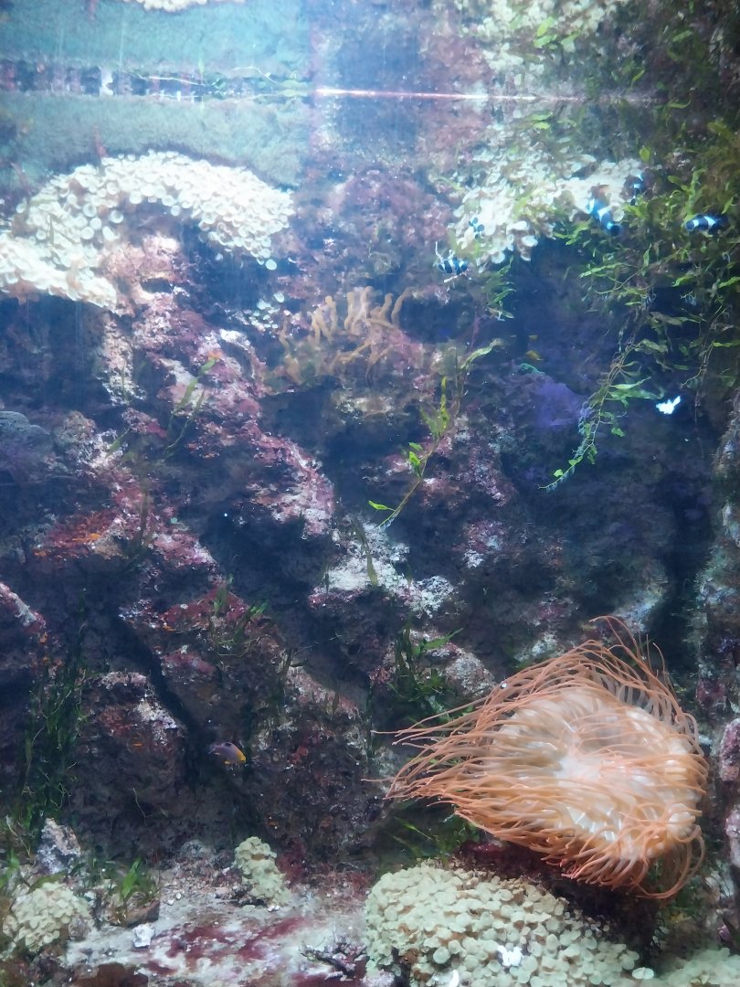 Aquarium - Coral Reef