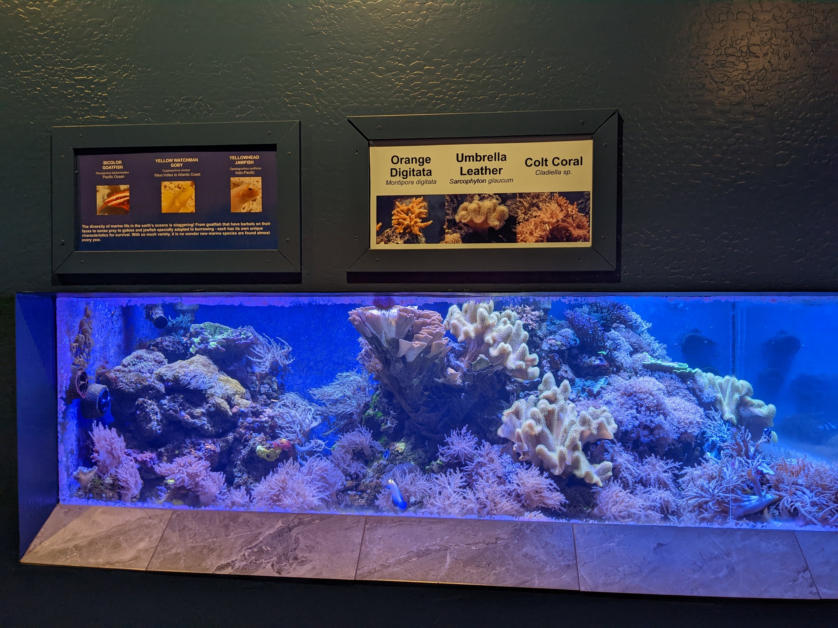 Aquarium - coral tank