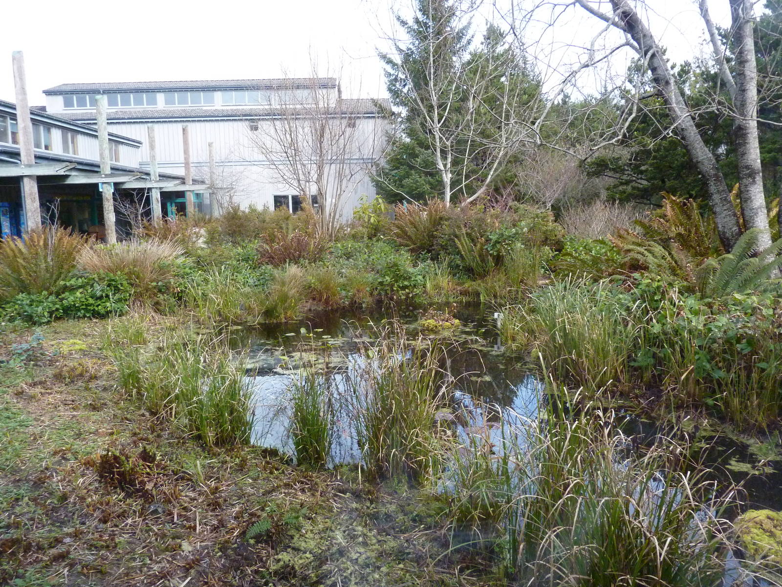 Aquarium Courtyard - Outdoor Pond