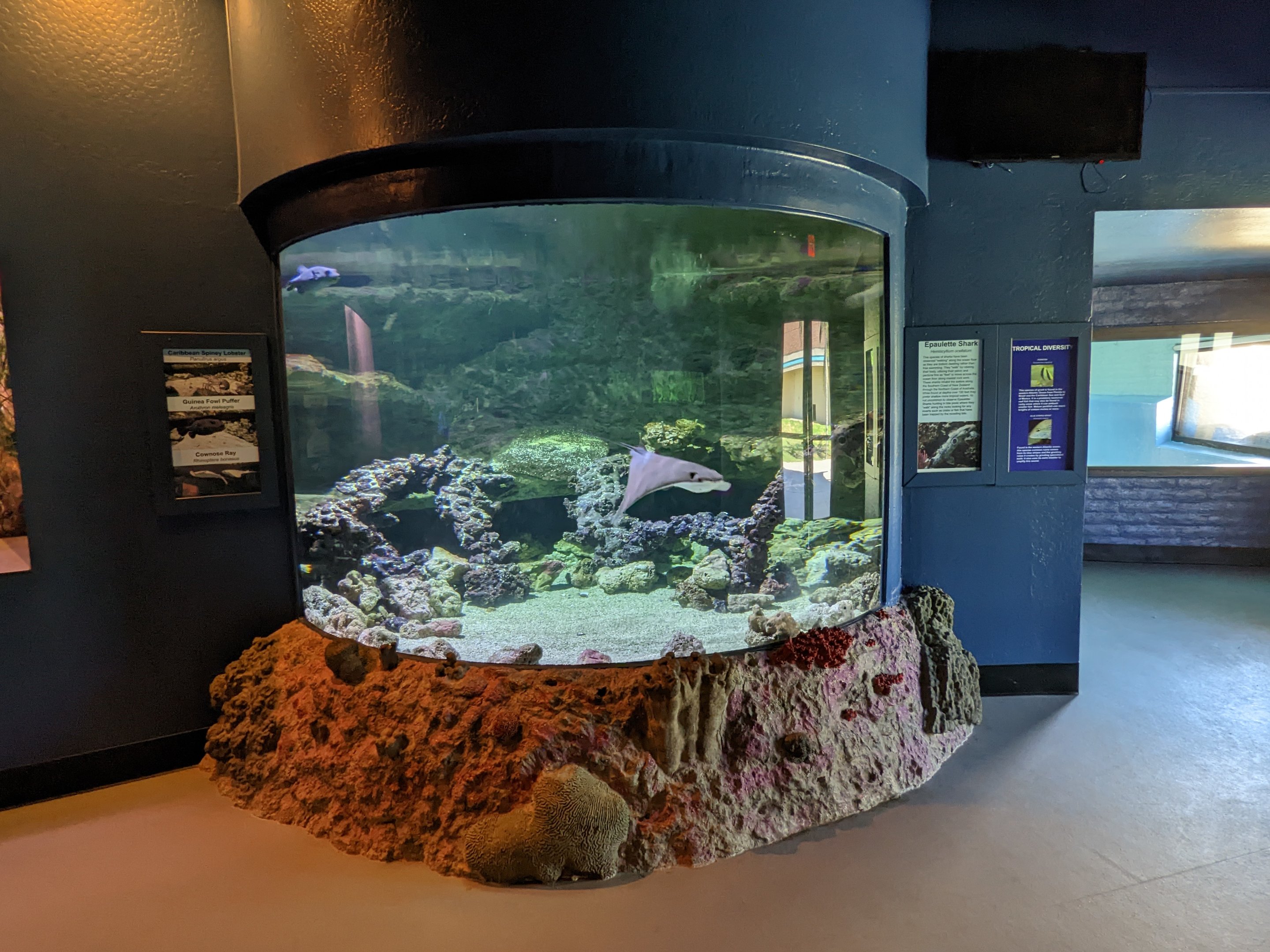 Aquarium - cownose ray and puffer fish