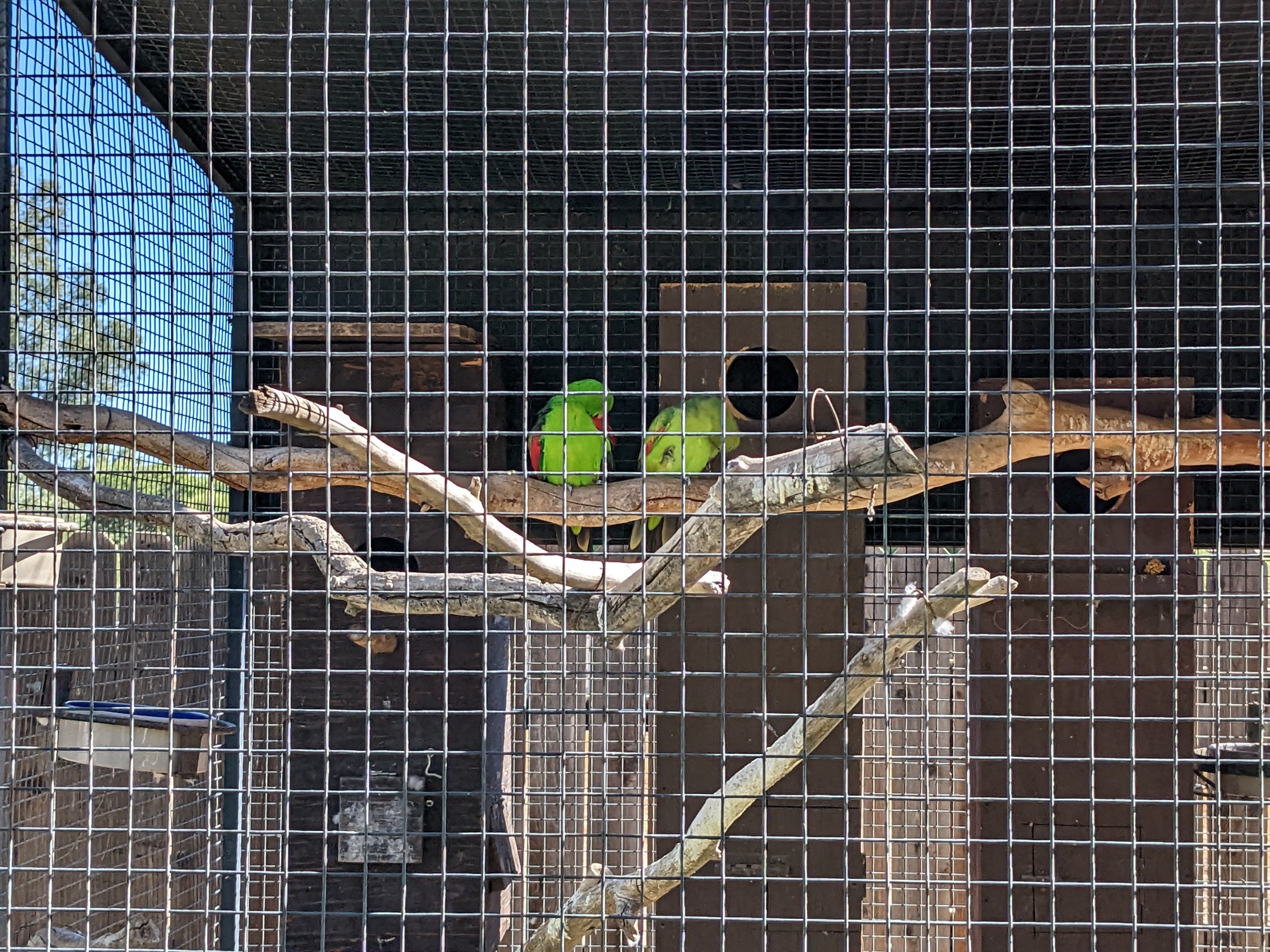 Aquarium - Crimson wing parakeet