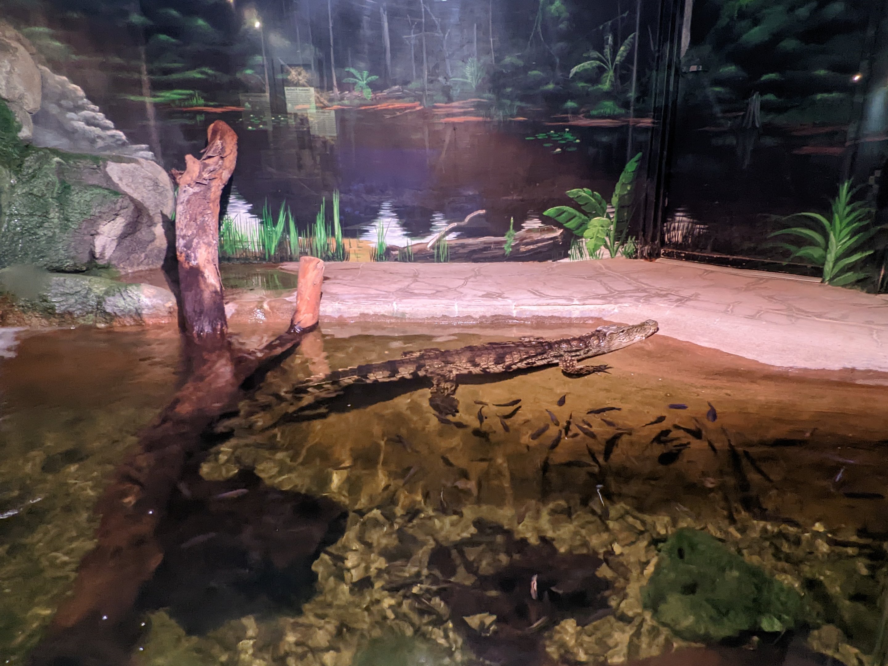 Aquarium - crocodilian