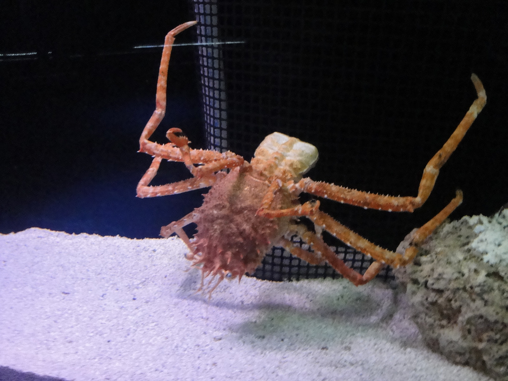 Aquarium - Deep Sea Decorator Crab