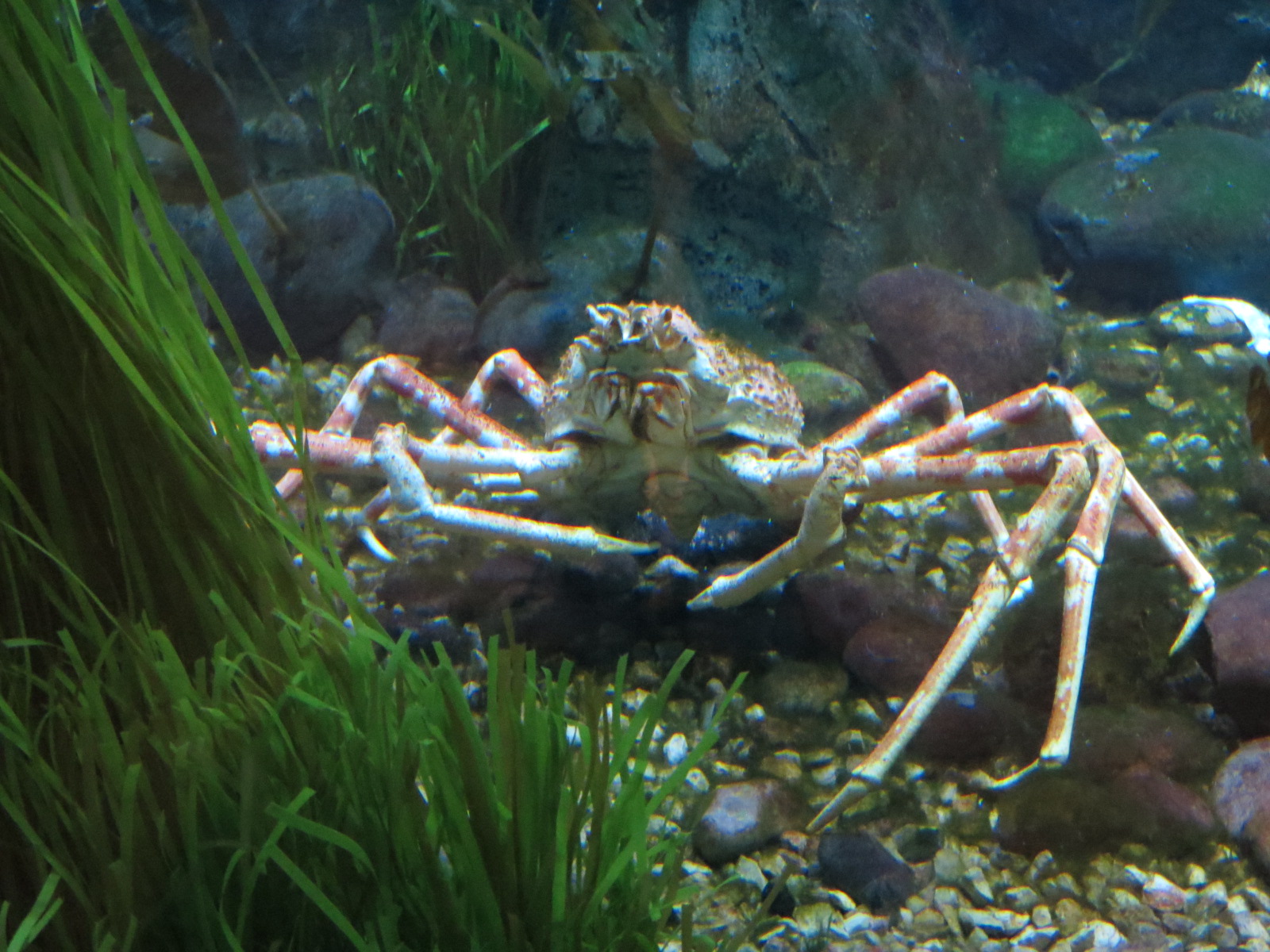 Aquarium - Denizens of the Deep Exhibit - Japanese Spider Crab