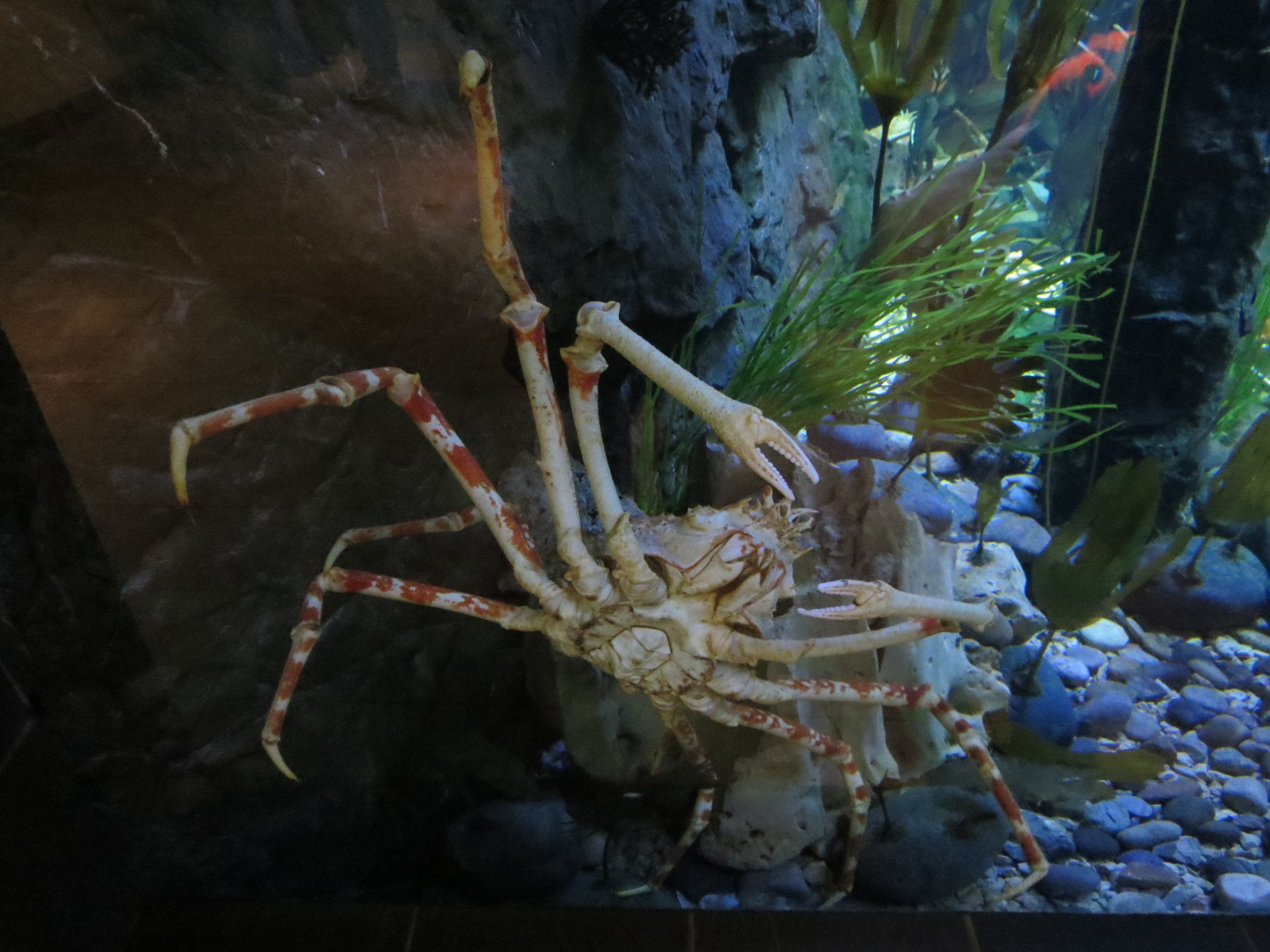 Aquarium - Denizens of the Deep Exhibit - Japanese Spider Crab