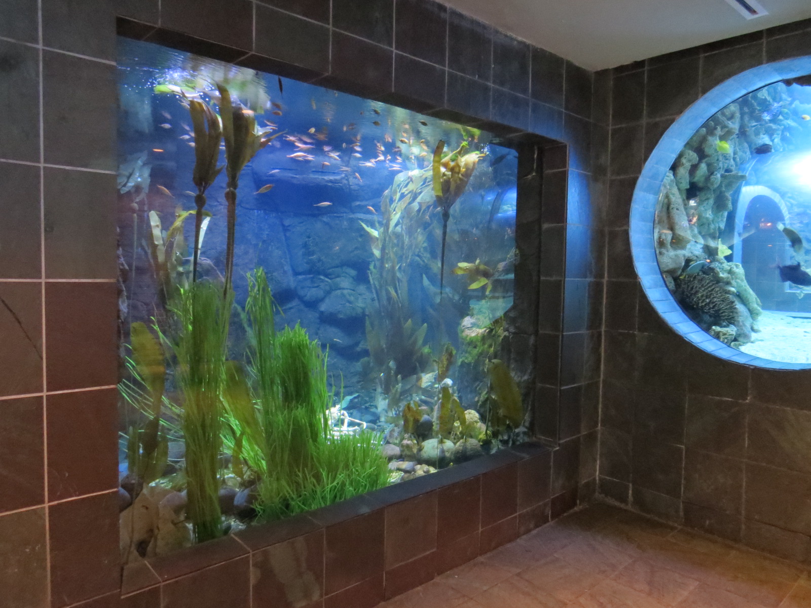 Aquarium - Denizens of the Deep Exhibit