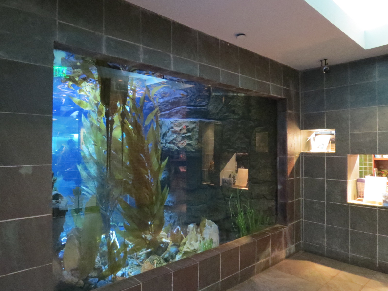 Aquarium - Denizens of the Deep Exhibit