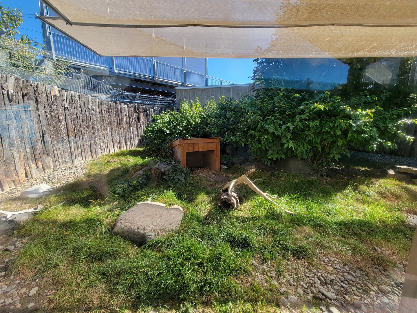 Aquarium du Quebec - Arctic Fox