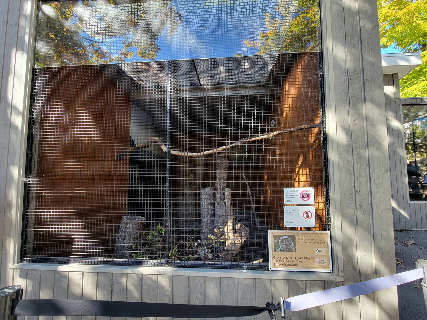 Aquarium du Quebec - Great Horned Owl