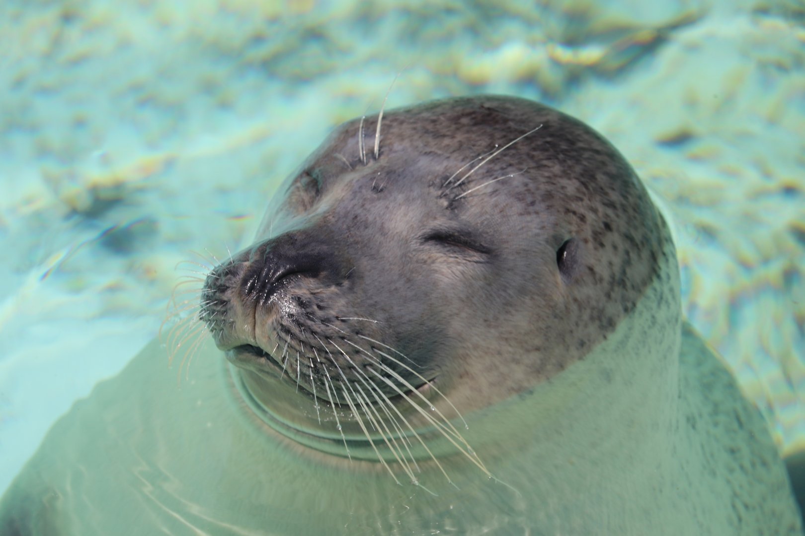 Aquarium du Québec - Harbor Seal