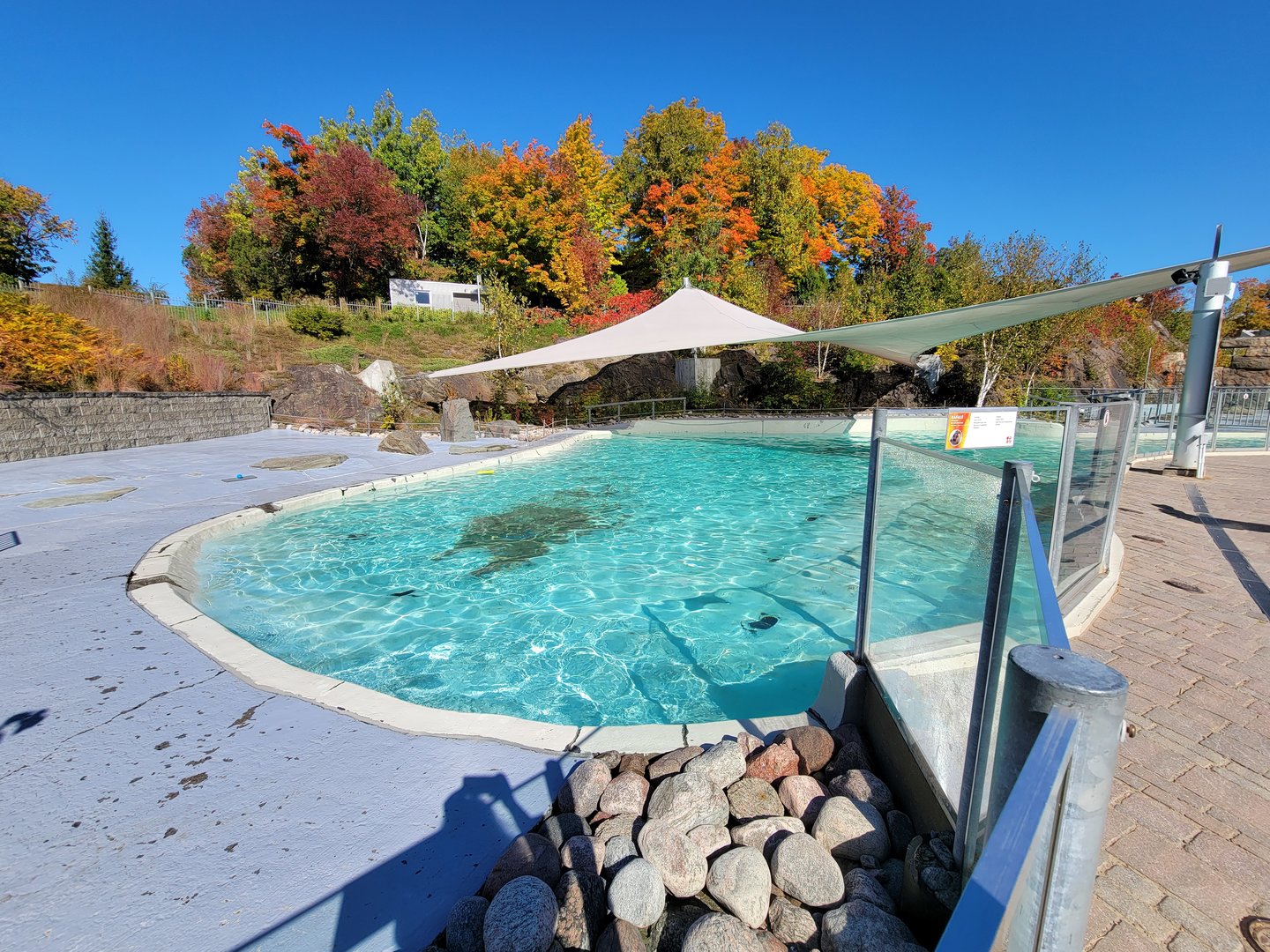 Aquarium du Quebec - Harp and Harbor Seals
