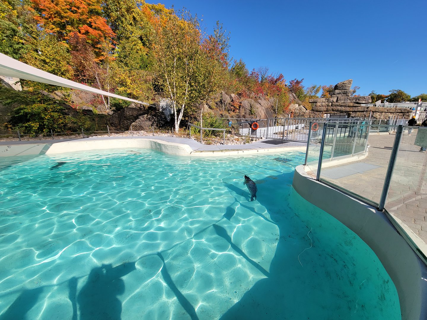 Aquarium du Quebec - Harp and Harbor Seals