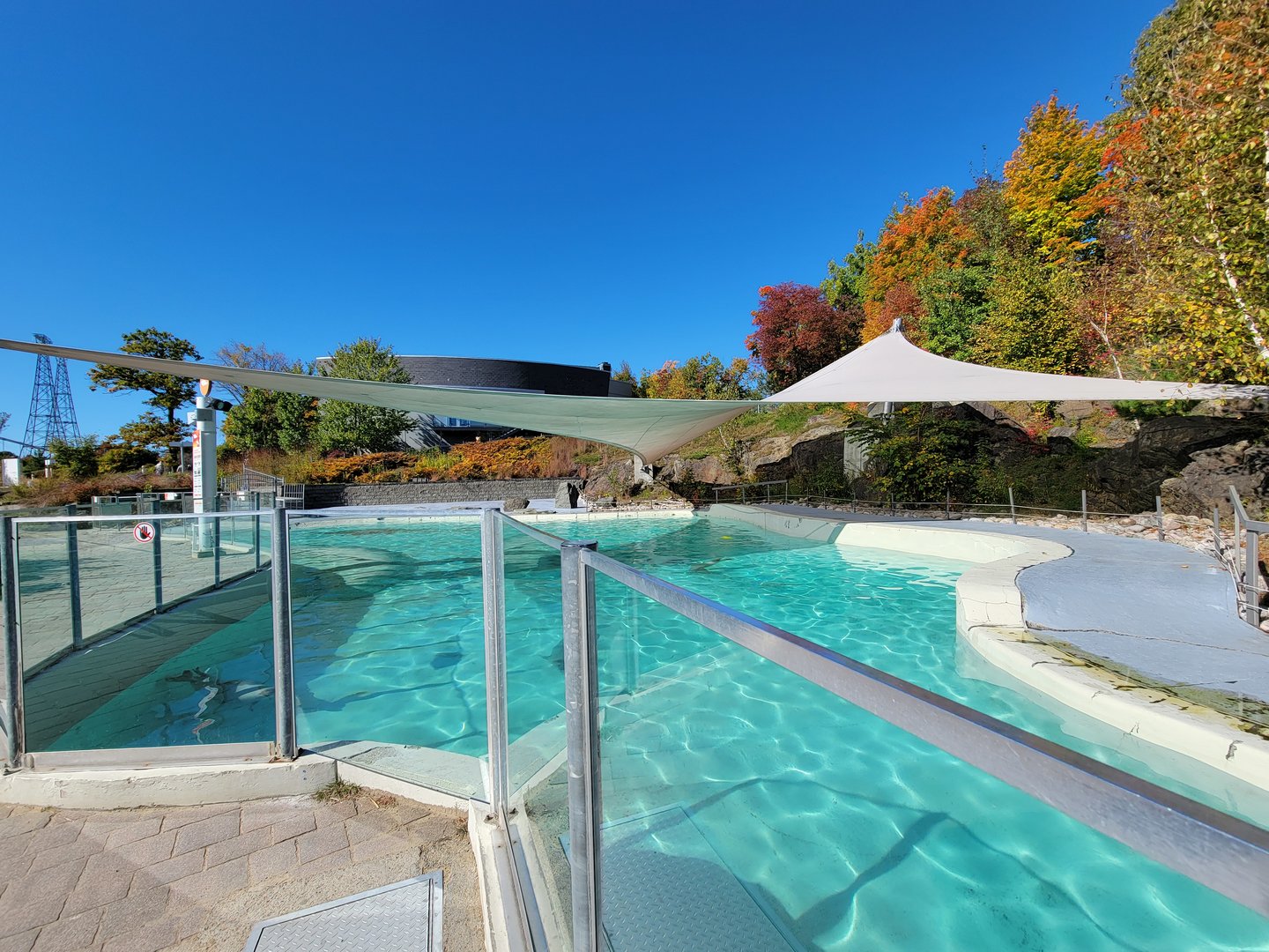 Aquarium du Quebec - Harp and Harbor Seals