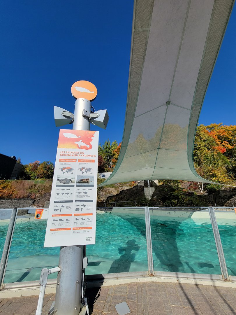 Aquarium du Quebec - Harp and Harbor Seals