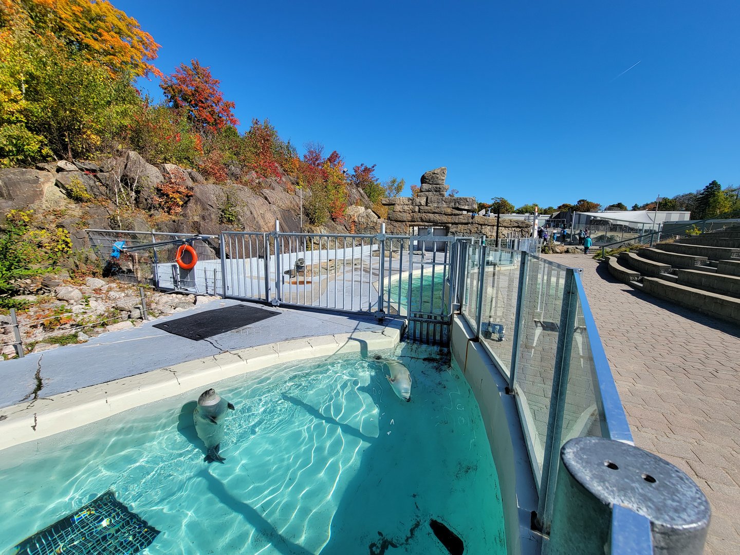 Aquarium du Quebec - Harp and Harbor Seals