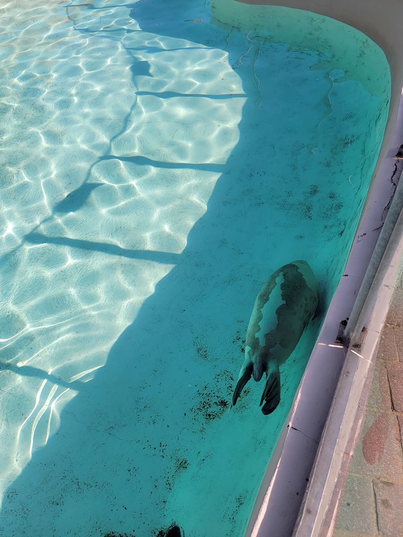 Aquarium du Quebec - Harp Seal