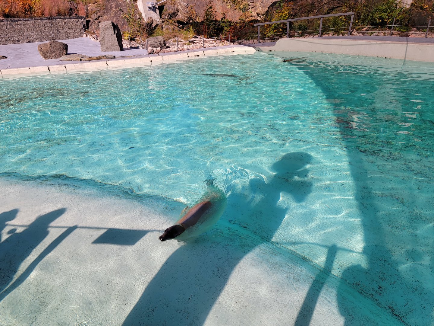 Aquarium du Quebec - Harp Seal