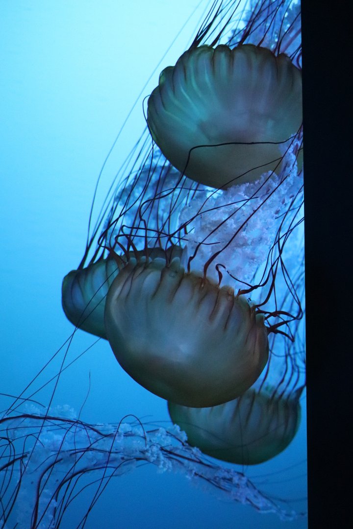 Aquarium du Québec - Pacific Sea Nettle