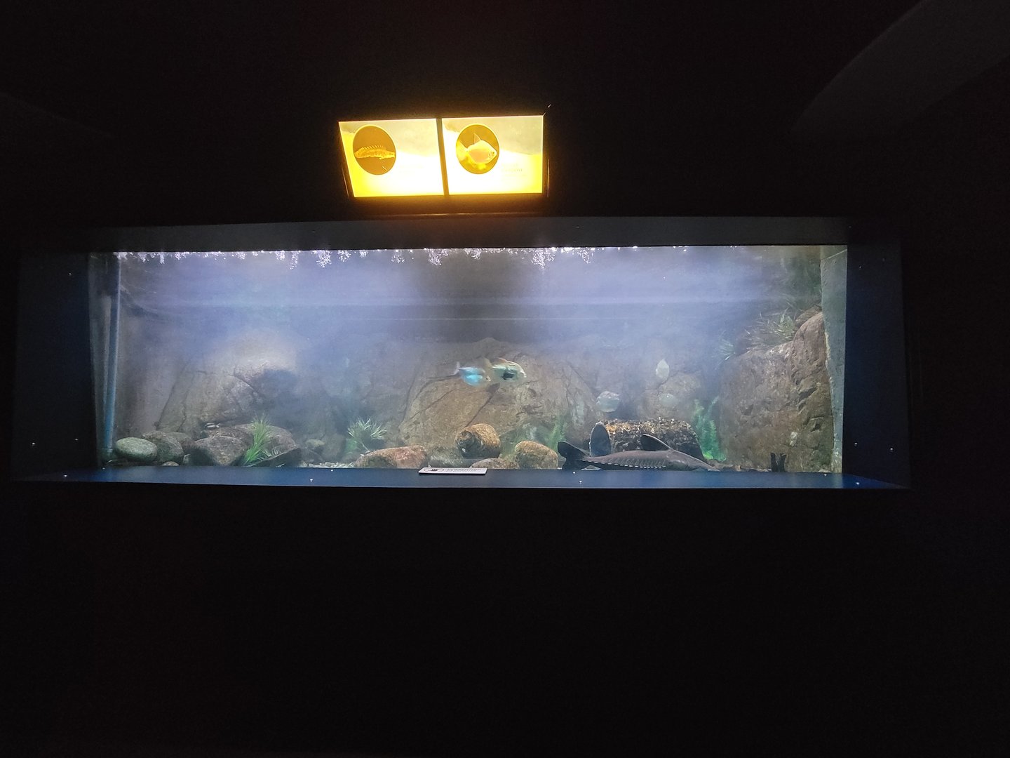Aquarium du Quebec - Pavillon des eaux douces et salées, 1st Floor, Bichir Eel, Silver Dollar, unsigned Ripsaw Catfish