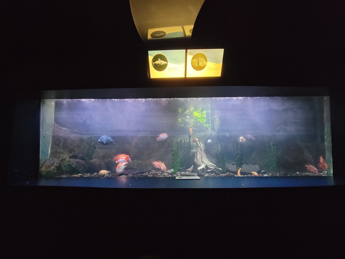 Aquarium du Quebec - Pavillon des eaux douces et salées, 1st Floor, Blackbelt Cichlid, Midas Cichlid
